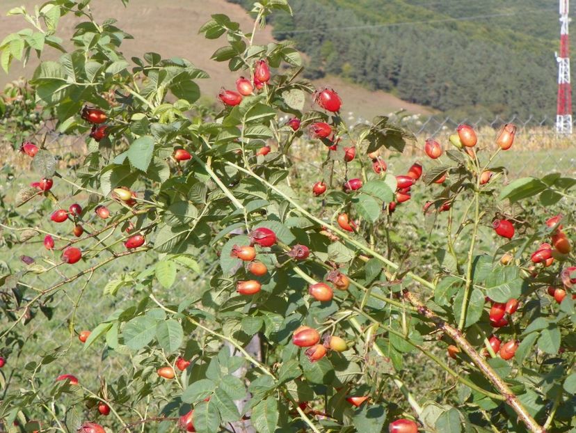 Alba Semiplena - Trandafiri 2017 3