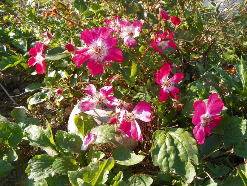 Candia Meillandecor - Trandafiri 2017 3