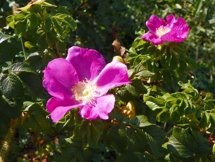 rugosa Rubra - Trandafiri 2017 3