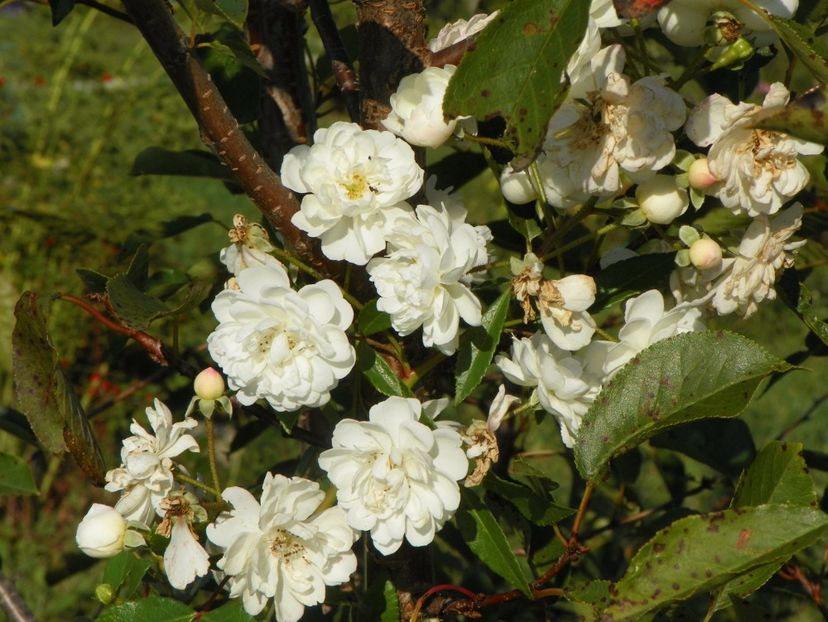 Francine Austin - Trandafiri 2017 3