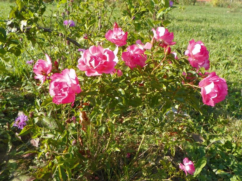 Maxi Vita - Trandafiri 2017 3