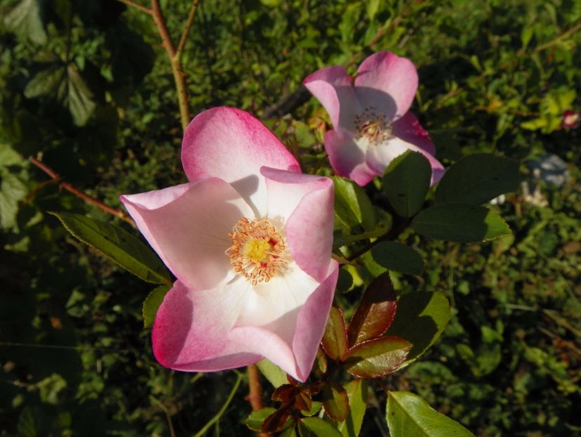 Rush - Trandafiri 2017 3