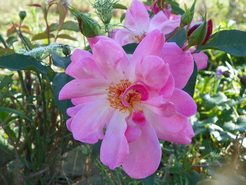 Marchenland - Trandafiri 2017 3