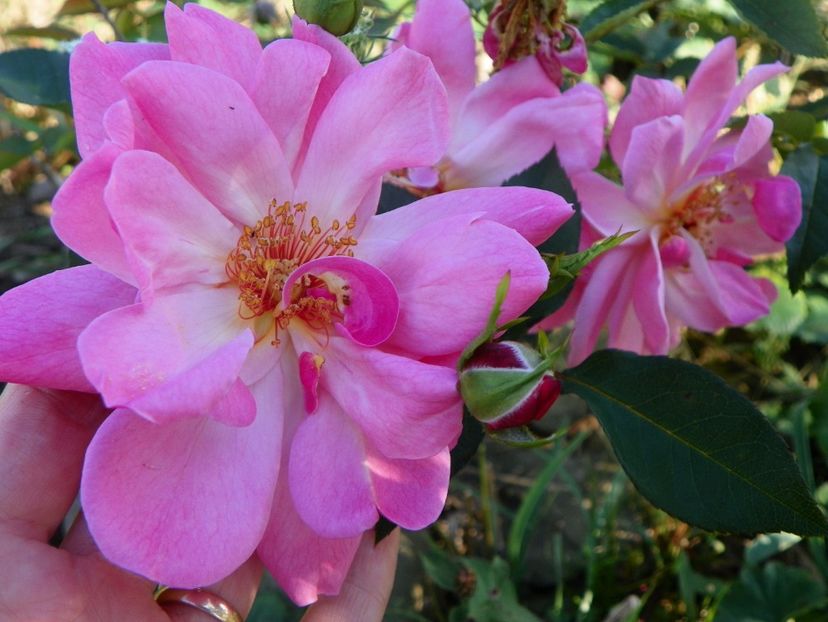 Marchenland - Trandafiri 2017 3