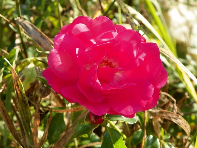 Heidetraum - Trandafiri 2017 3