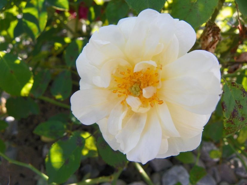 Danae - Trandafiri 2017 3