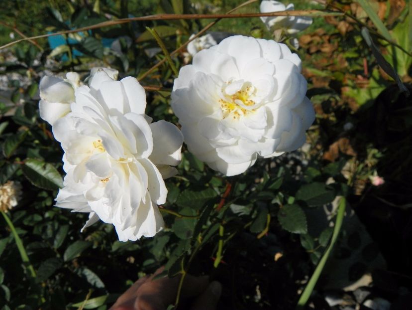 Katharina Zeimet - Trandafiri 2017 3