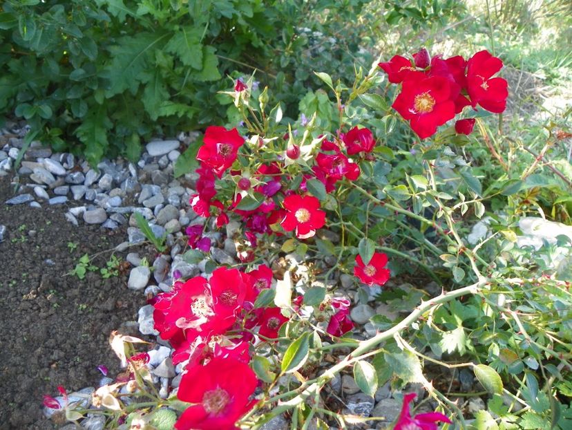 Bassino - Trandafiri 2017 3