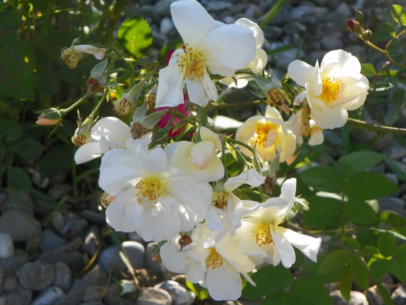 Omi Oswald - Trandafiri 2017 3