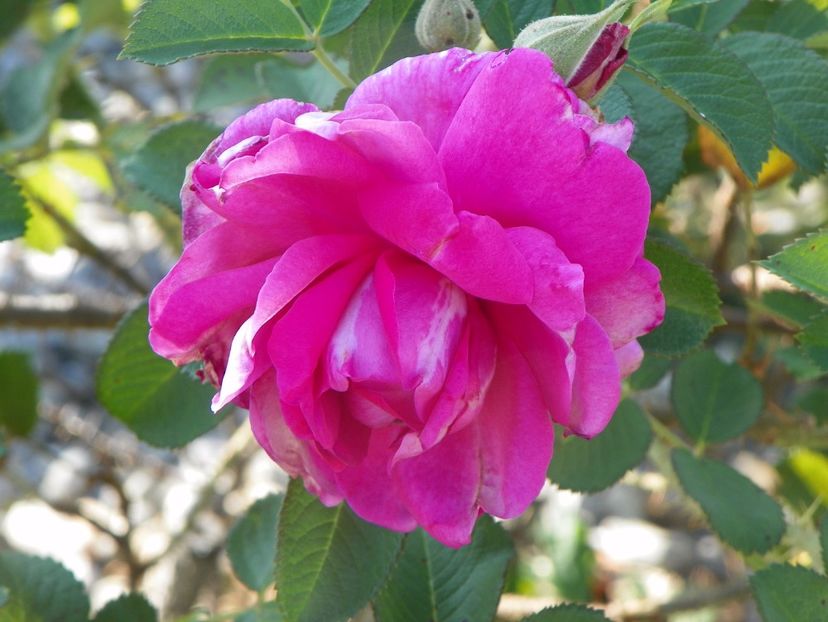 Wild Edric - Trandafiri 2017 3