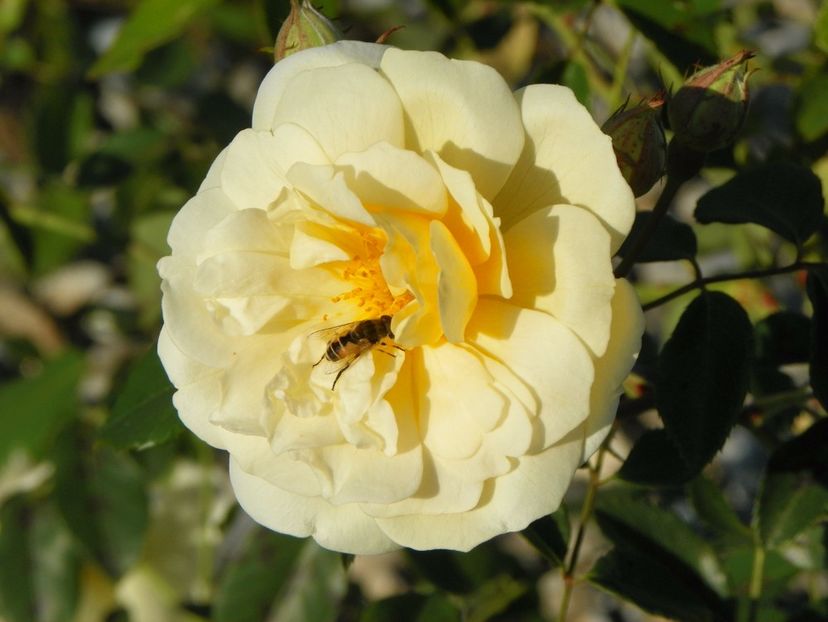 Danae - Trandafiri 2017 3