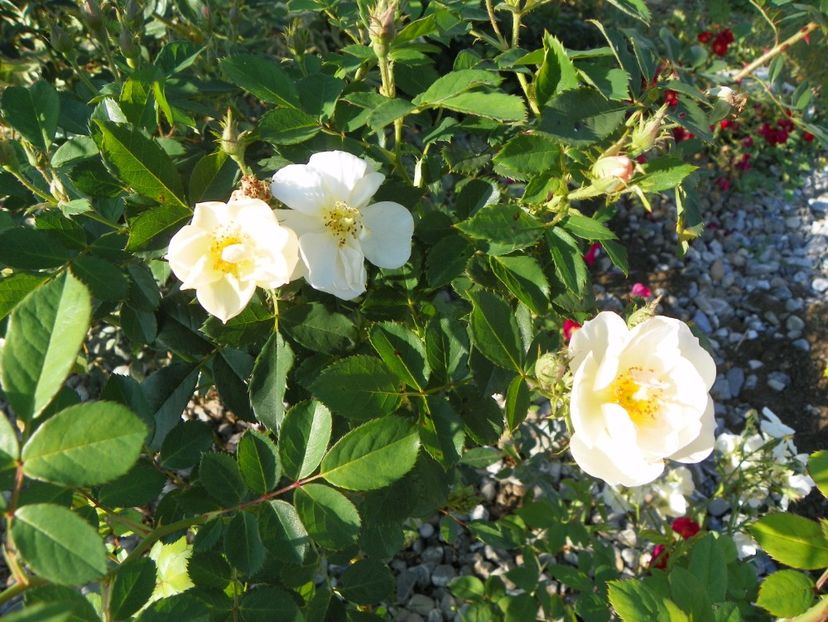 Omi Oswald - Trandafiri 2017 3