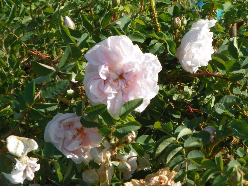 Stanwell Perpetual - Trandafiri 2017 3