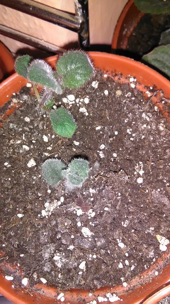  - Siningia CONSPICUA