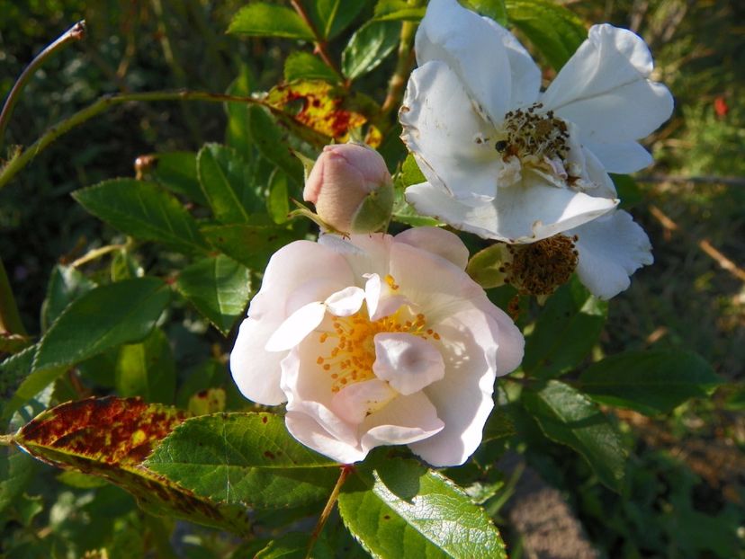 Marysa - Trandafiri 2017 3