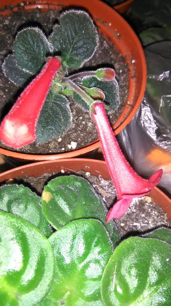  - Mini siningia RED RAINDROPS