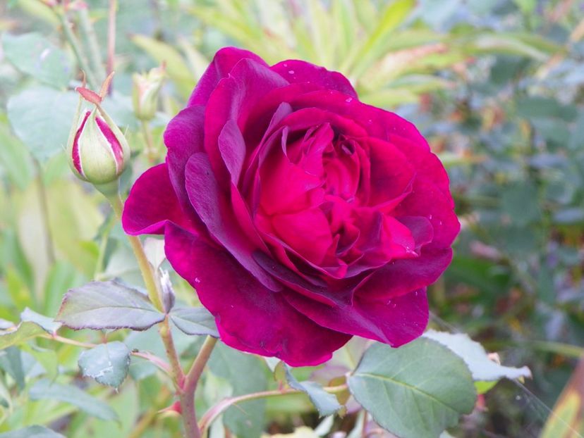 Munstead Wood - Trandafiri 2017 - II