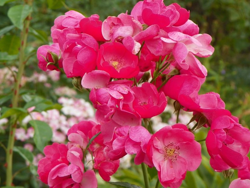 Angela - Trandafiri 2017 - II