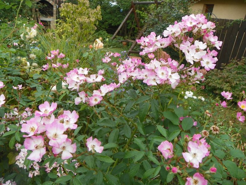 Ballerina - Trandafiri 2017 - II