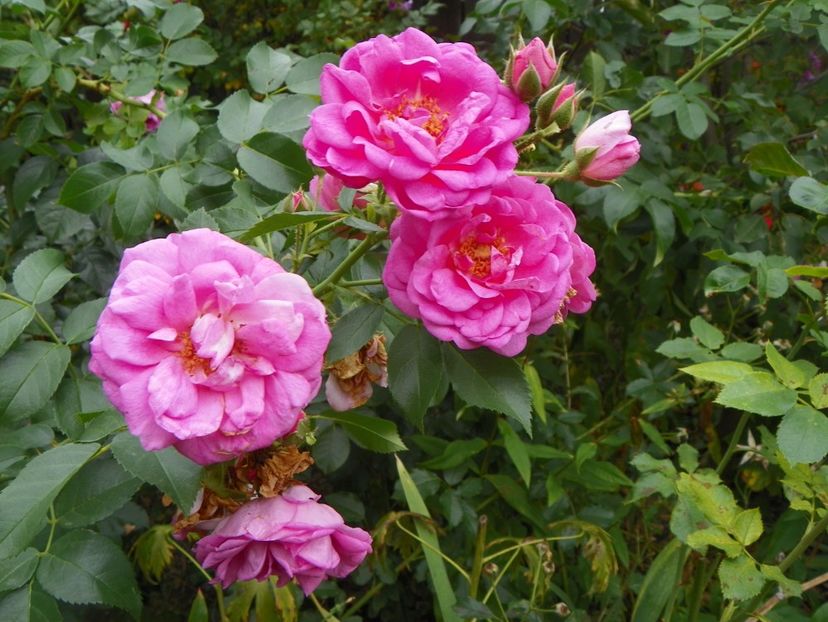 Cape Diamond - Trandafiri 2017 - II