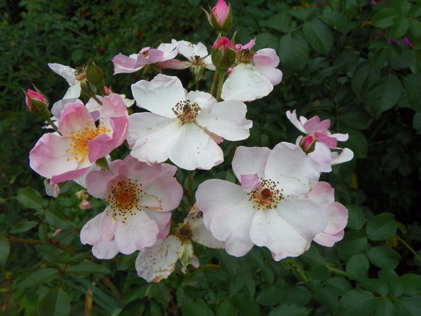 Rosy Cushion - Trandafiri 2017 - II