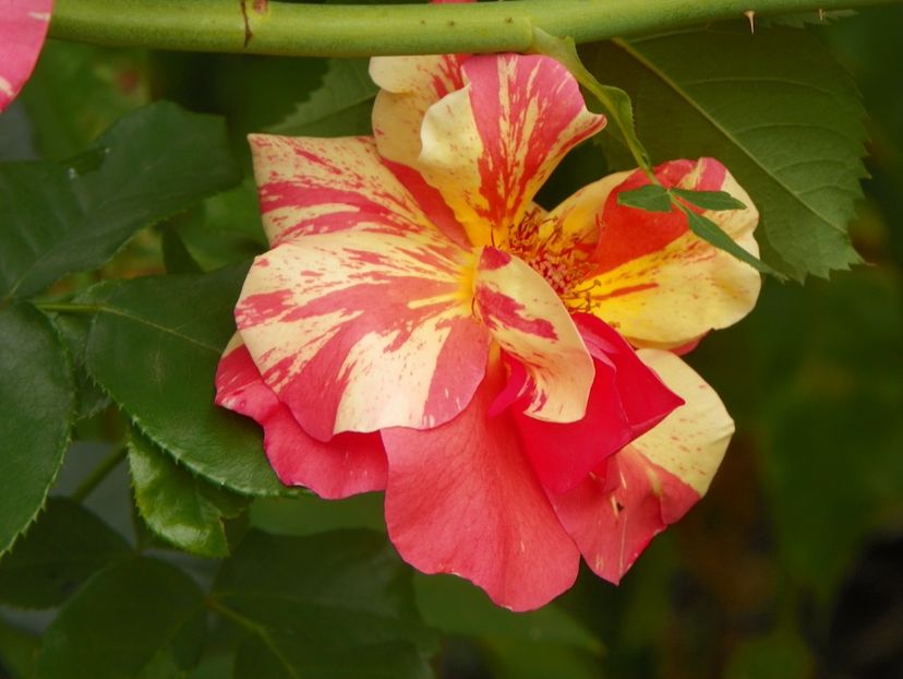 Sorbet Fruite - Trandafiri 2017 - II