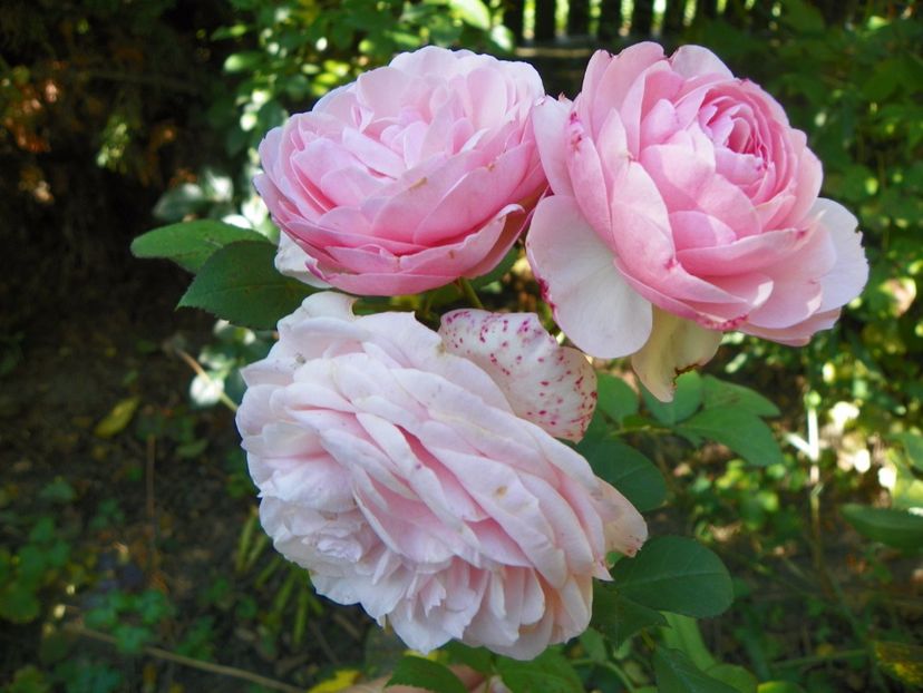 Mariatheresia - Trandafiri 2017 - II