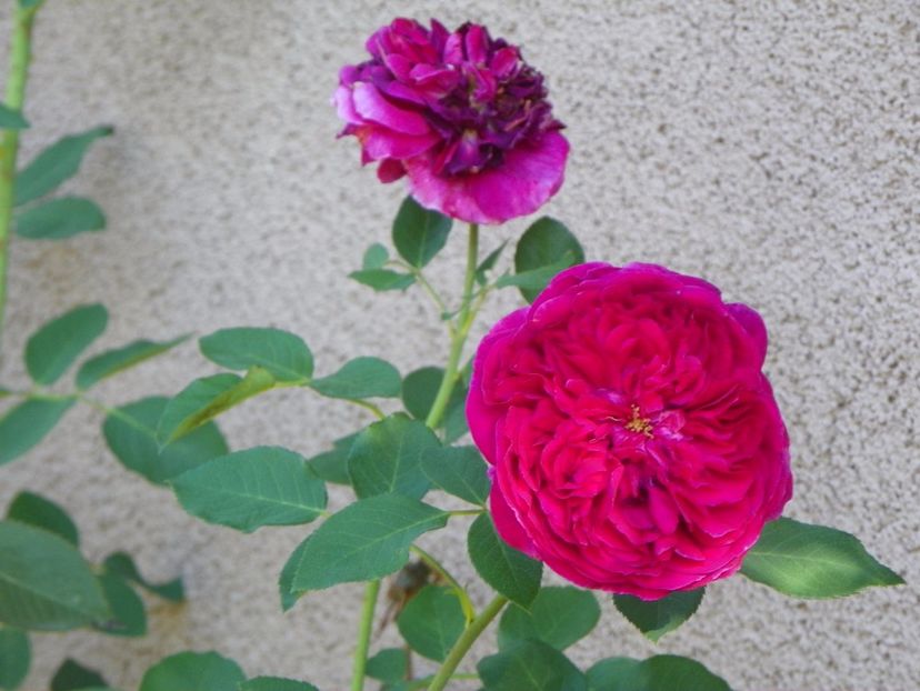 Falstaff - Trandafiri 2017 - II