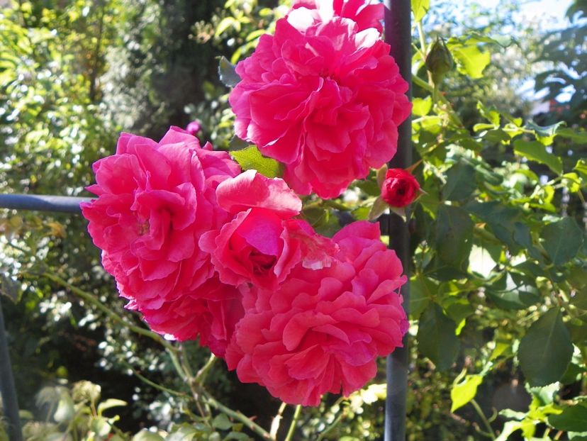 Rosarium Uetersen - Trandafiri 2017 - II