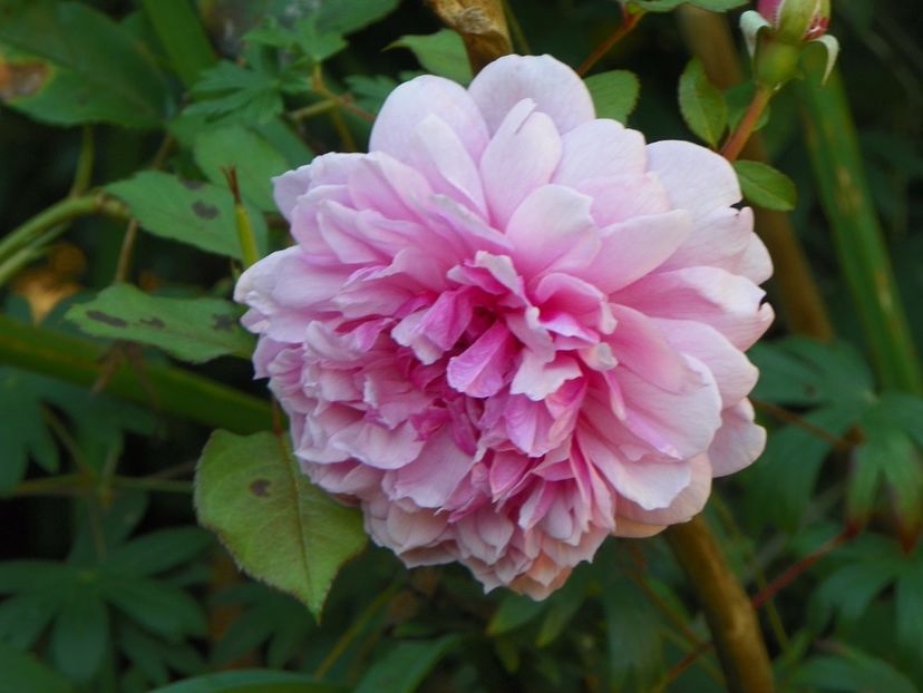 Sister Elizabeth - Trandafiri 2017 - II