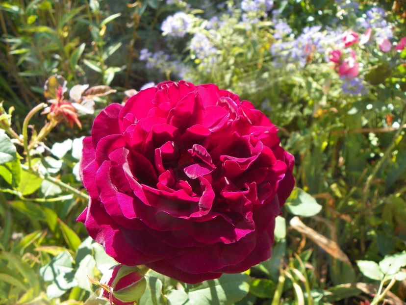 Munstead Wood - Trandafiri 2017 - II