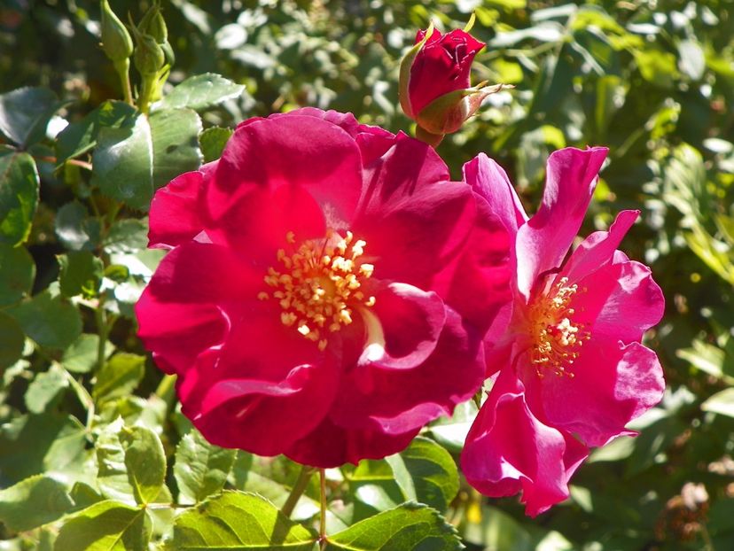 Wild Rover - Trandafiri 2017 - II