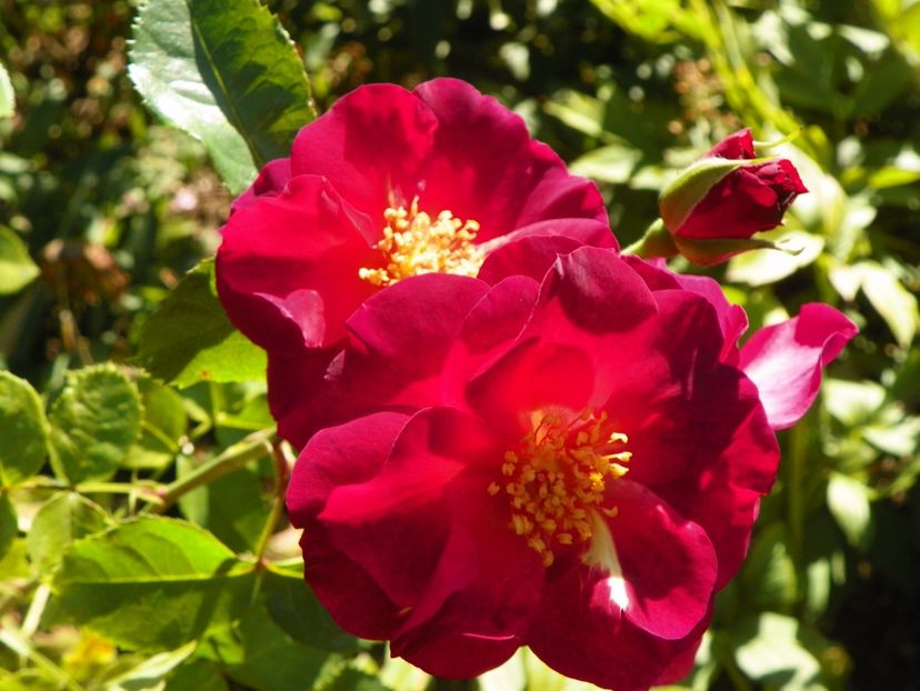 Wild Rover - Trandafiri 2017 - II