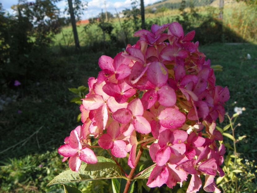 hydrangea pan. Fraise Melba - Dobarland 2017 2