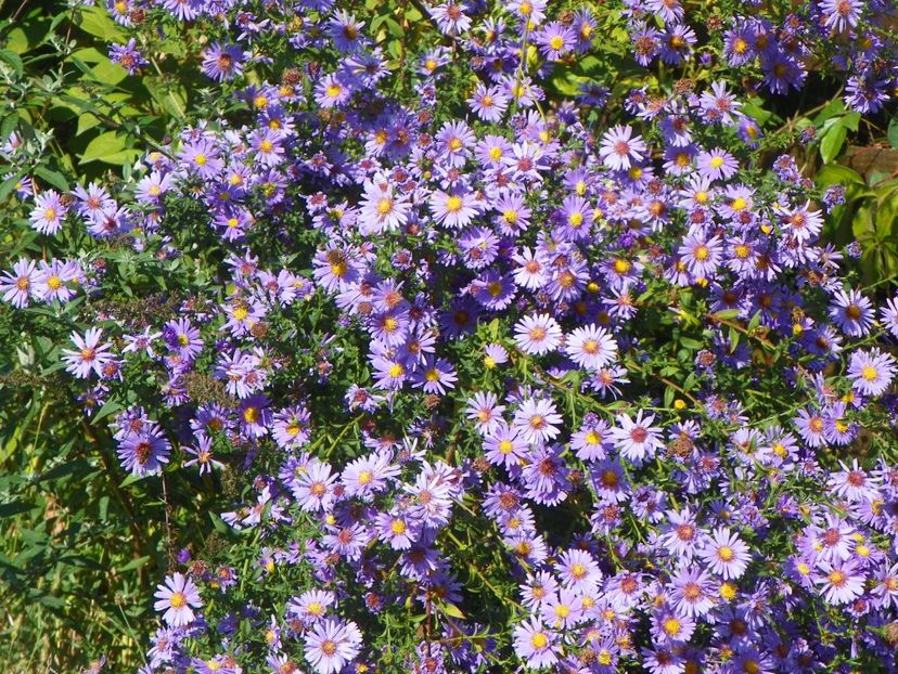 aster inalt - Dobarland 2017 2