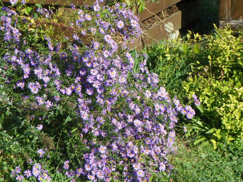 aster inalt - Dobarland 2017 2