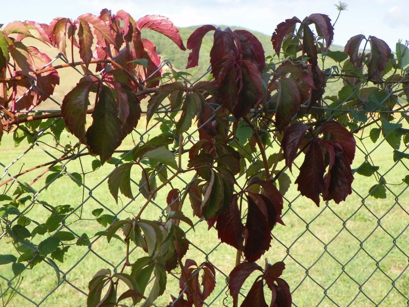 parthenocissus quinquefolia - Dobarland 2017 2