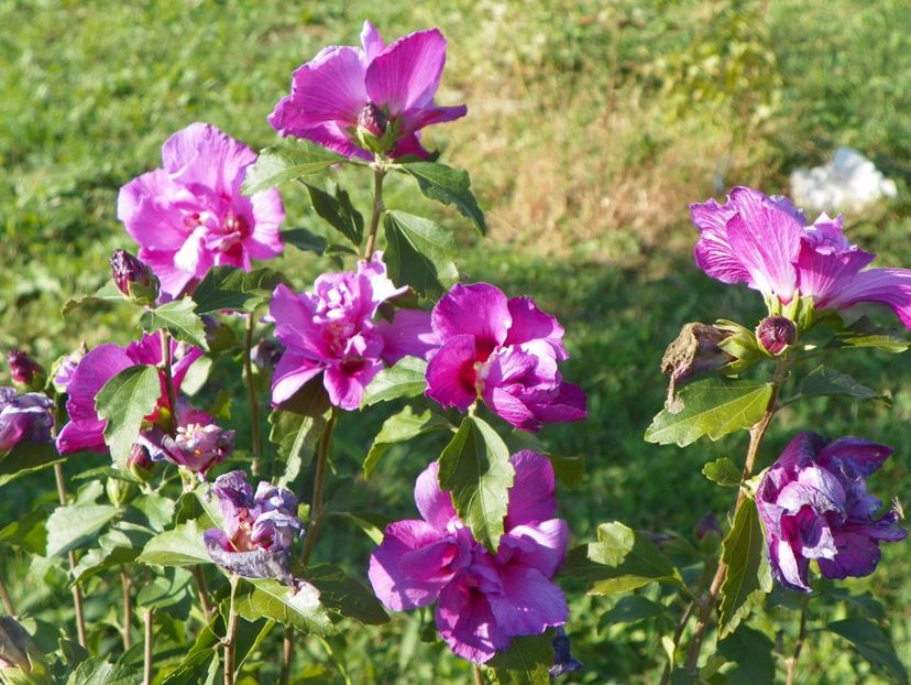 hibiscus syr. Duc de Brabant - Dobarland 2017 2