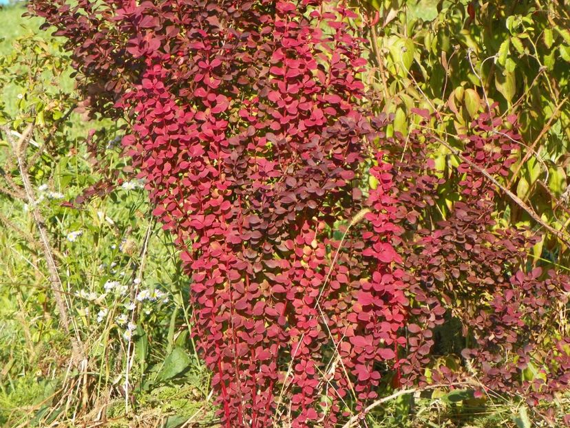 berberis Orange Rocket - Dobarland 2017 2