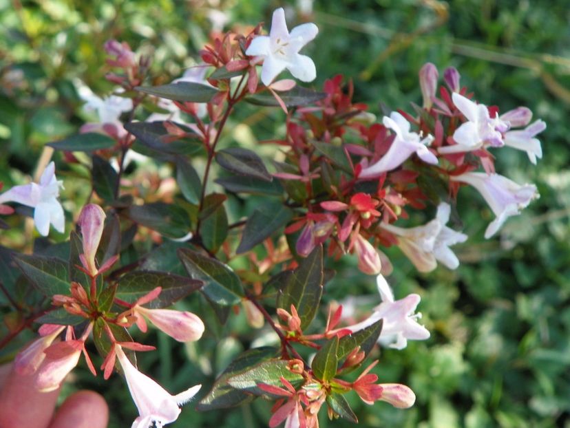 abelia grandiflora - Dobarland 2017 2