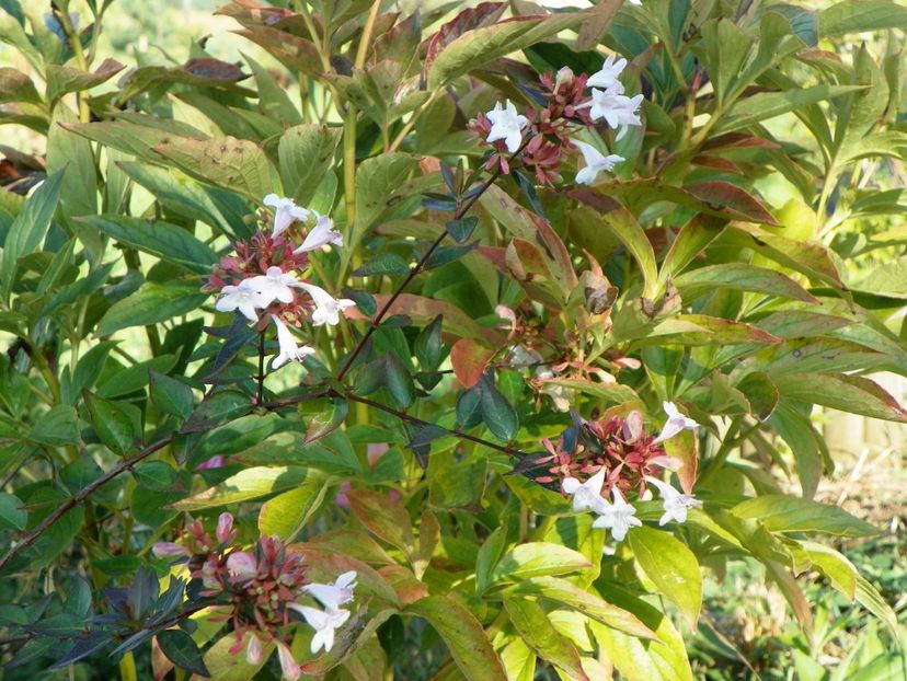 abelia grandiflora - Dobarland 2017 2