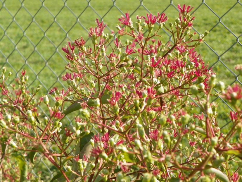 heptacodium miconioides - Dobarland 2017 2