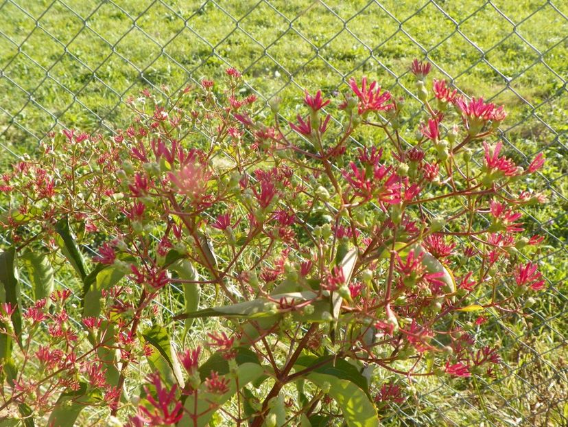 heptacodium miconioides - Dobarland 2017 2