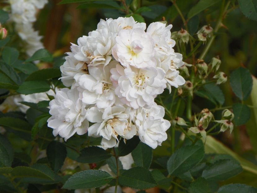 Anne Marie de Montravel - Trandafiri 2017 - II