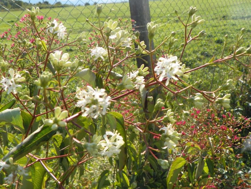 heptacodium miconioides - Dobarland 2017 2