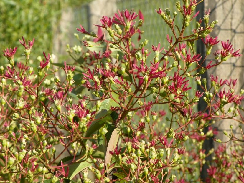 heptacodium miconioides - Dobarland 2017 2