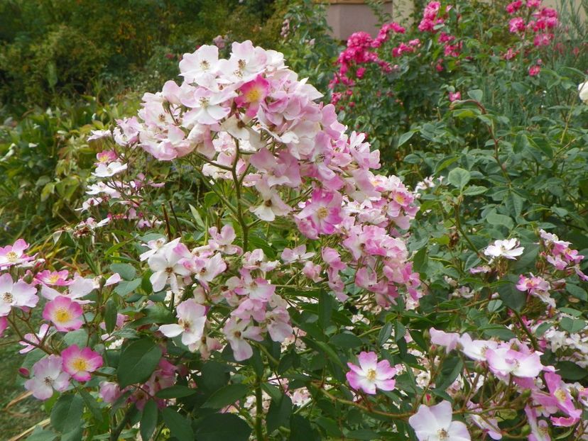 Ballerina si Angela - Trandafiri 2017 - II