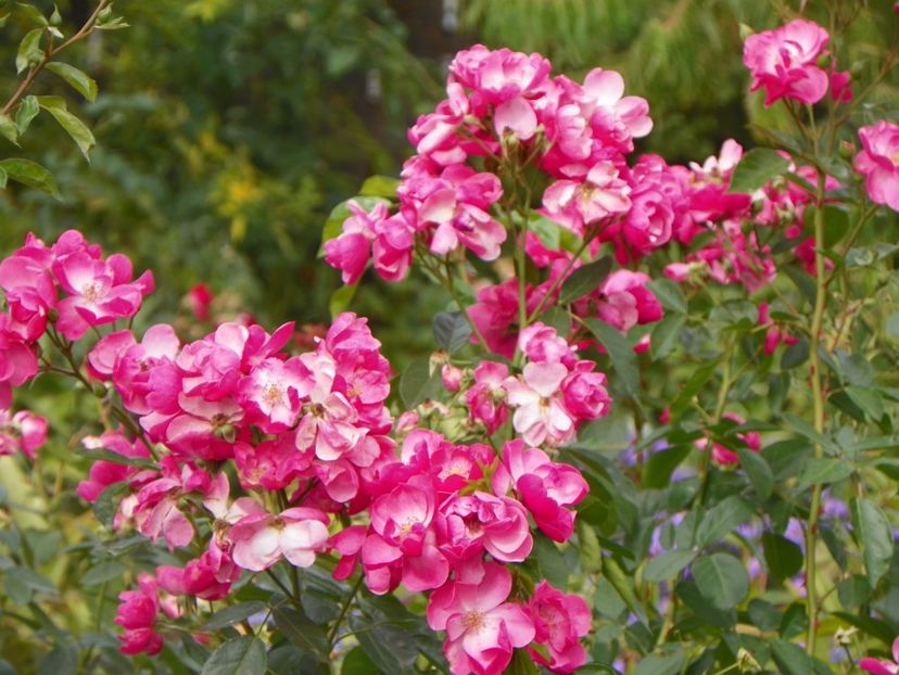 Angela - Trandafiri 2017 - II