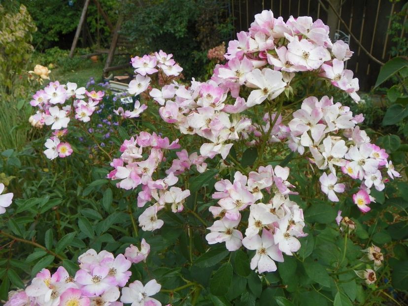 Ballerina - Trandafiri 2017 - II