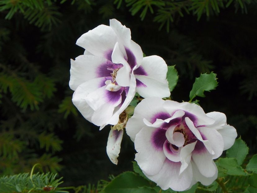 Eyes for You - Trandafiri 2017 - II